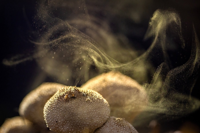 Дедушкин табак