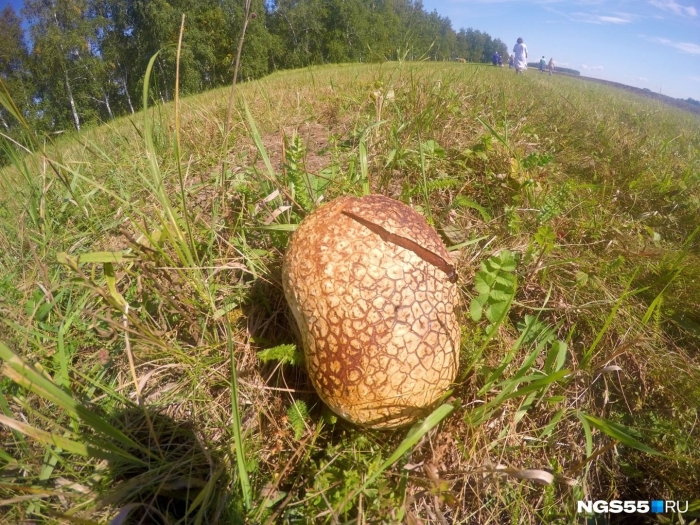 Гигантские грибы