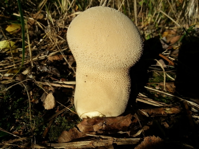 Головач продолговатый calvatia excipuliformis