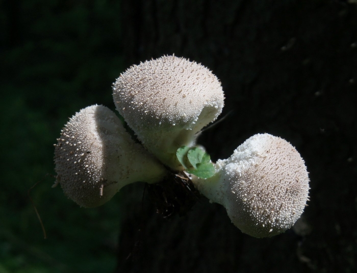 Гриб дедушкин табак