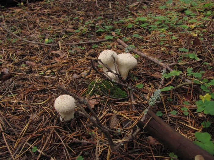 Дождевик шиповатый lycoperdon perlatum