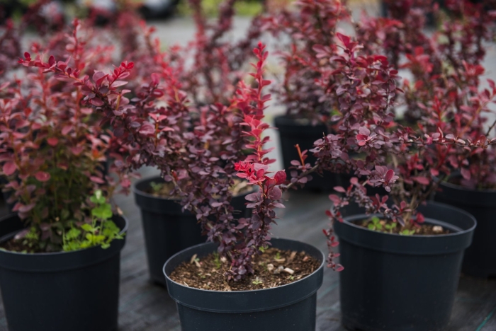 Тунберга барбарис