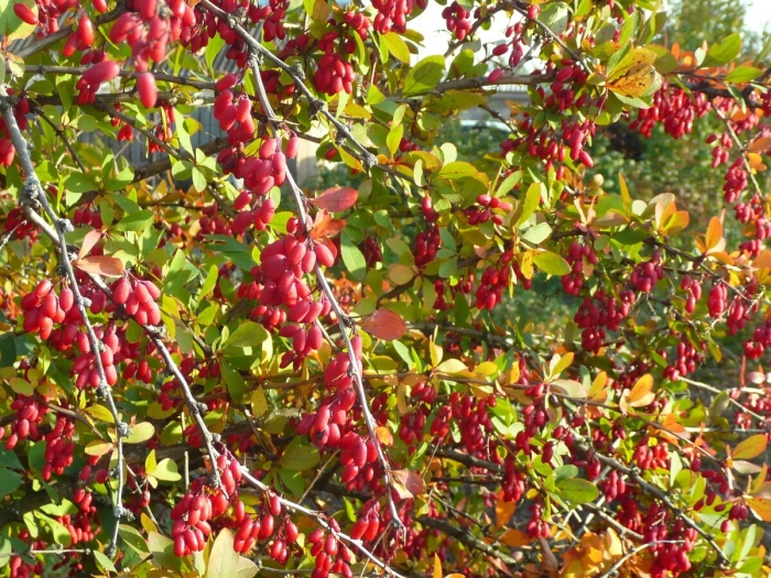 Барбарис сибирский