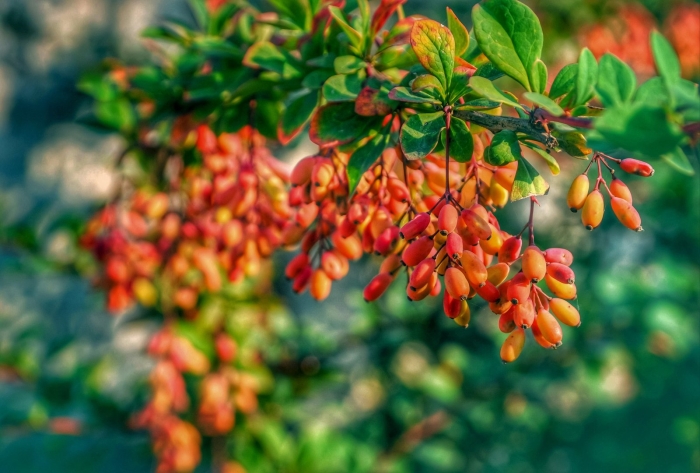Барбарис ягода