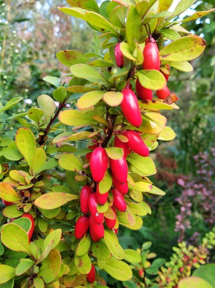 Барбарис продолговатый berberis oblonga