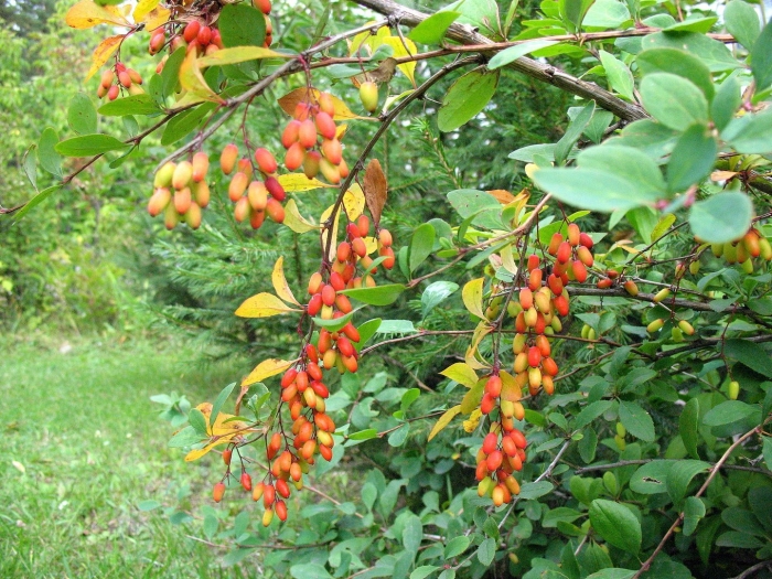 Когда спеет барбарис