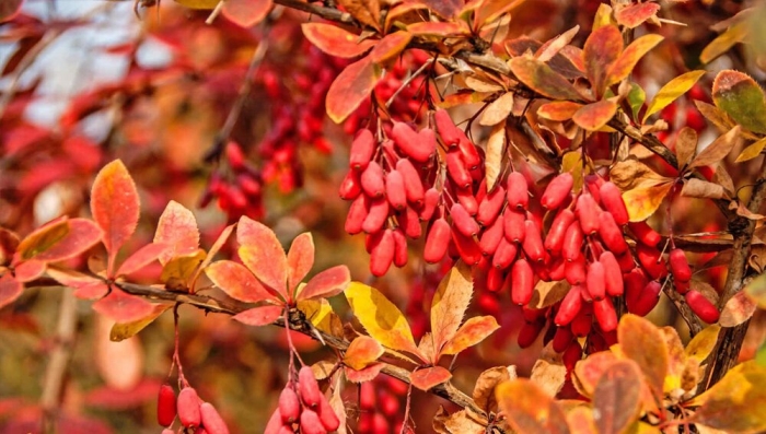 Барбарис бородавчатый