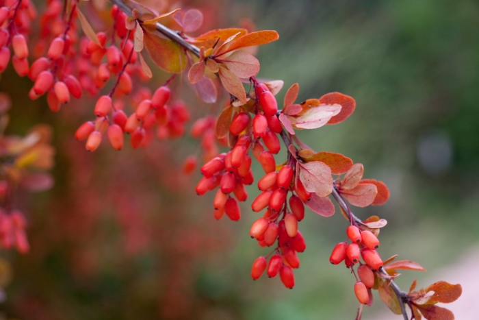 Барбарис обыкновенный berberis vulgaris