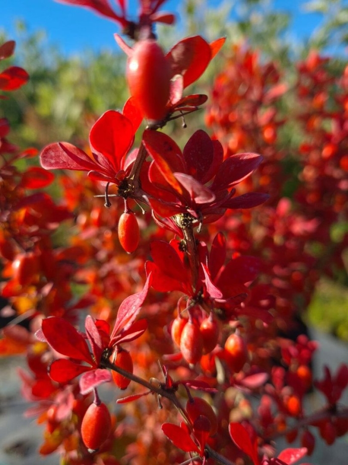 Кустарник барбарис