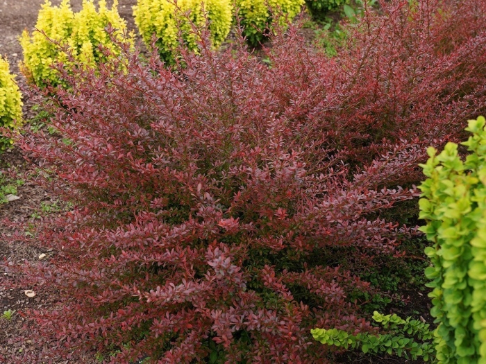 Барбарис тунберга ред чиф