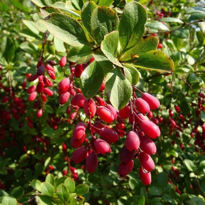 Куст барбарис