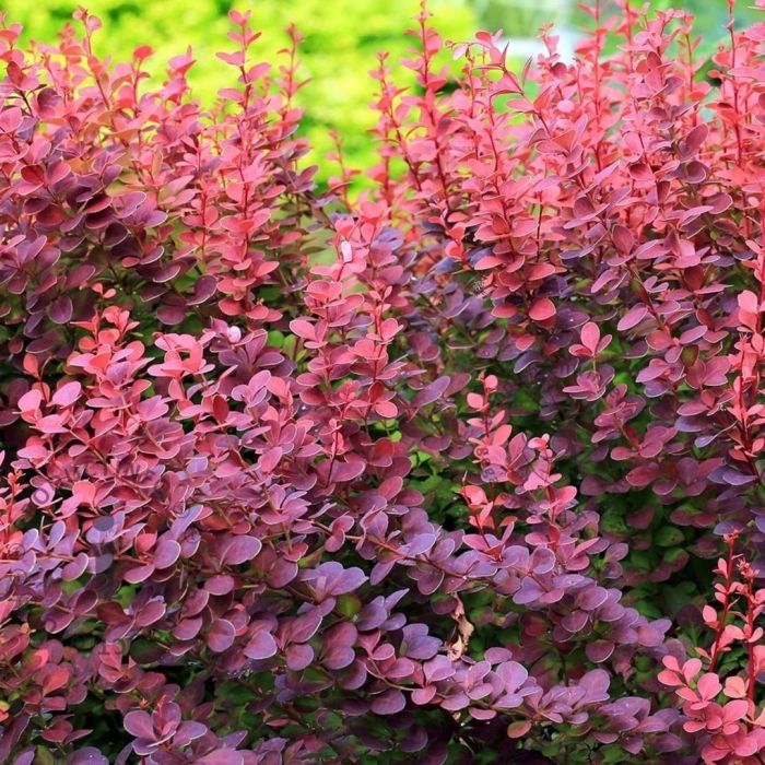 Барбарис тунберга атропурпуреа