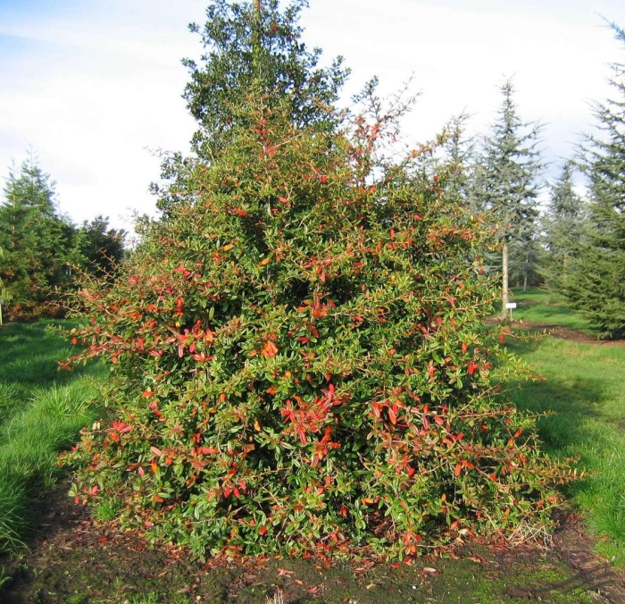 Барбарис юлиана