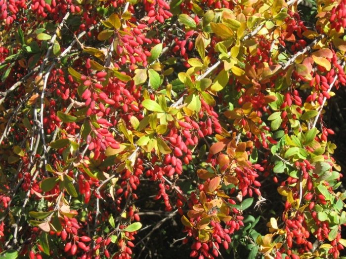Барбарис обыкновенный berberis vulgaris