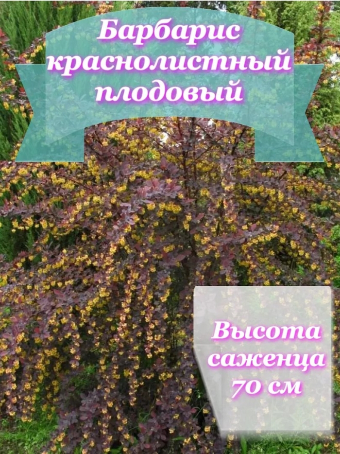 Барбарис саженцы
