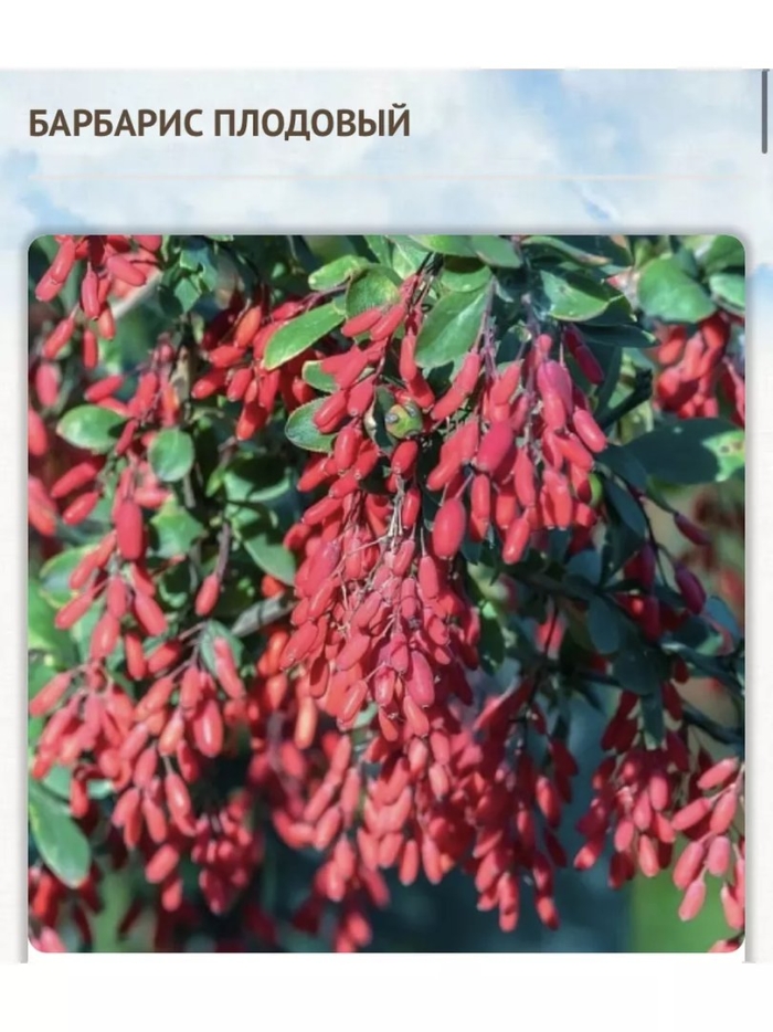 Барбарис обыкновенный berberis vulgaris