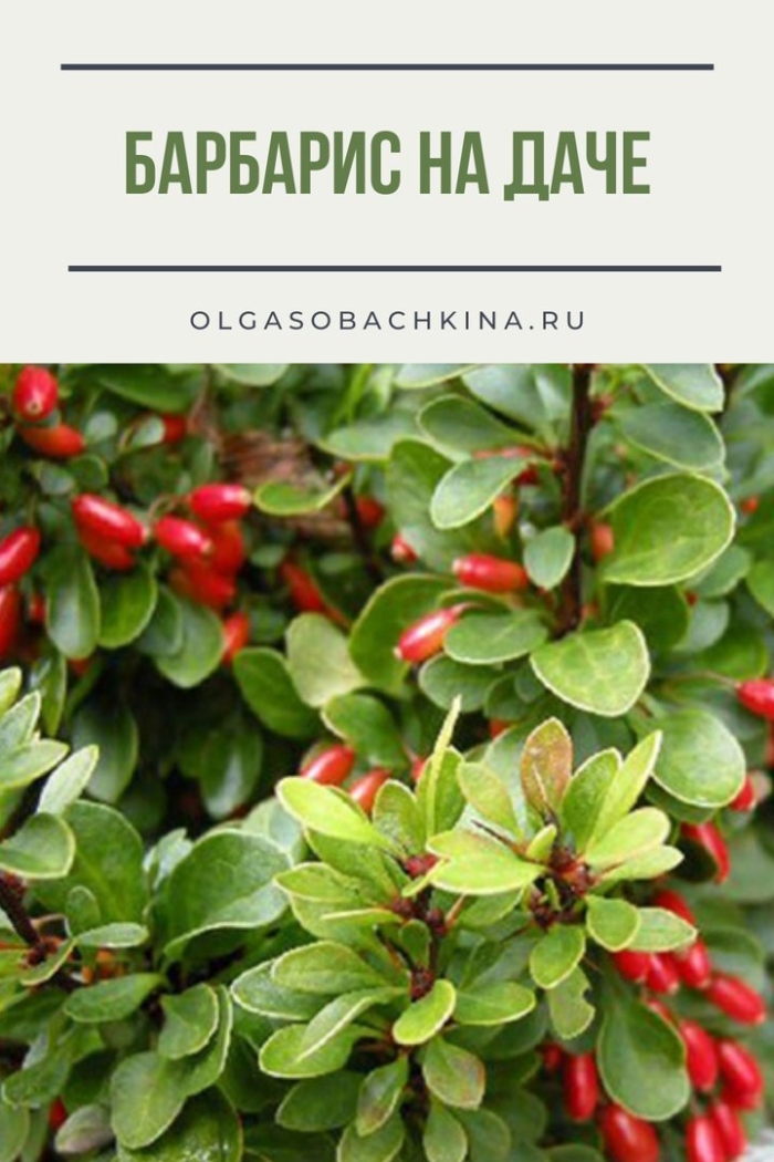 Барбарис тунберга обыкновенный