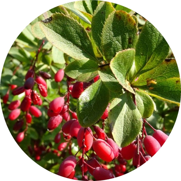 Барбарис обыкновенный berberis vulgaris