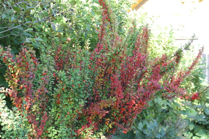 Барбарис тунберга erecta