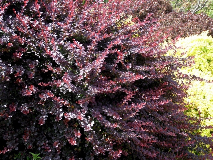 Барбарис нана пурпуреа