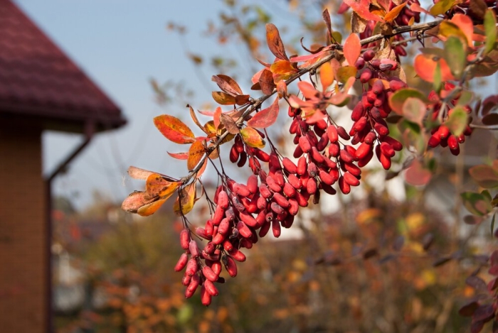 Berberis vulgaris
