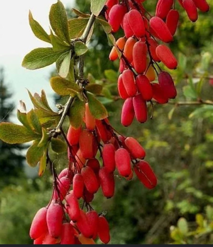 Барбарис съедобный кустарник