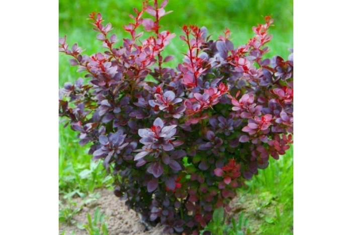 Барбарис тунберга aтропурпурея