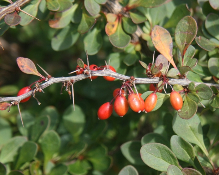 Барбарис продолговатый berberis oblonga