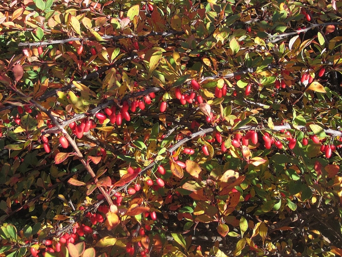 Черный барбарис куст