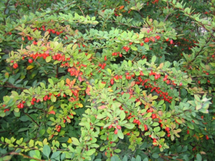 Барбарис тунберга berberis thunbergii  green carpet
