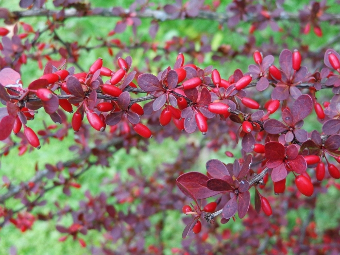 Барбарис обыкновенный berberis vulgaris
