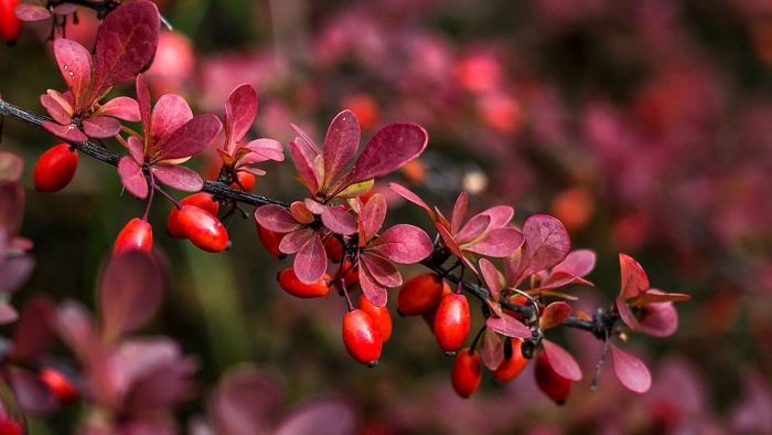 Барбарис обыкновенный куст