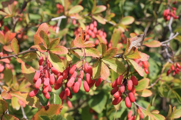 Барбарис амурский berberis amurensis
