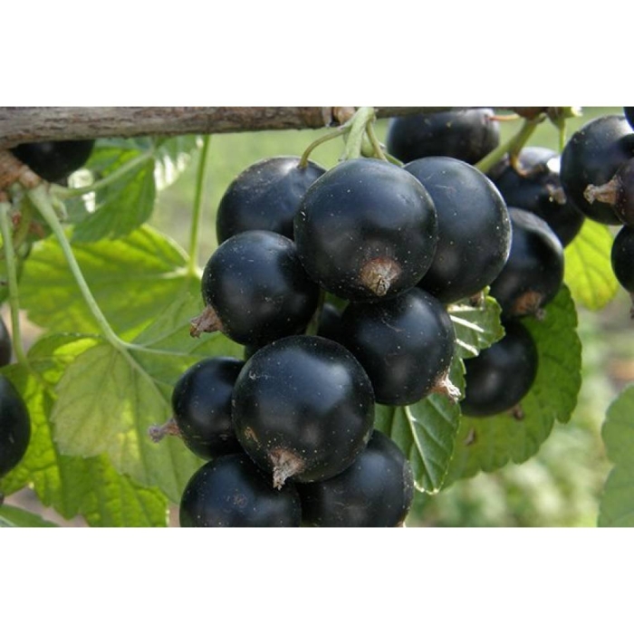 Тамерлан смородина черная