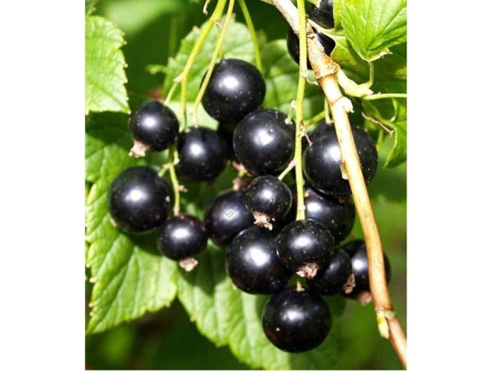 Смородина черная титания