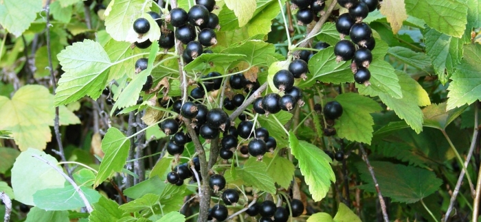 Смородина атлант (черная)