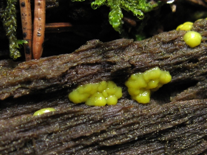 Bisporella citrina