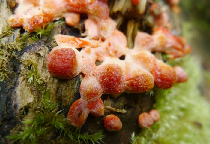 Aleurodiscus amorphus