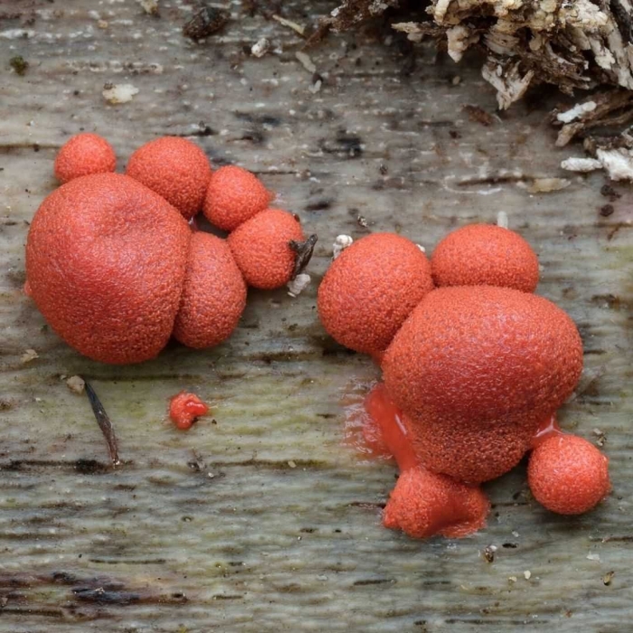 Lycogala epidendrum