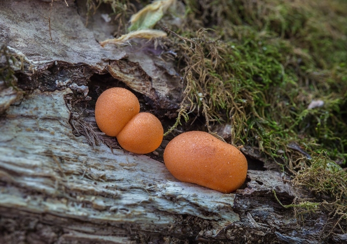 Ликогала древесинная lycogala epidendrum