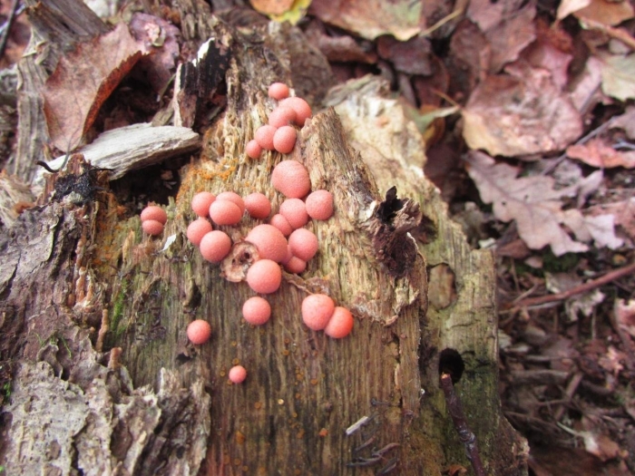 Ликогала древесинная