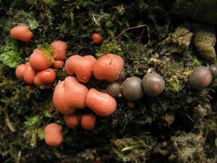Lycogala flavofuscum