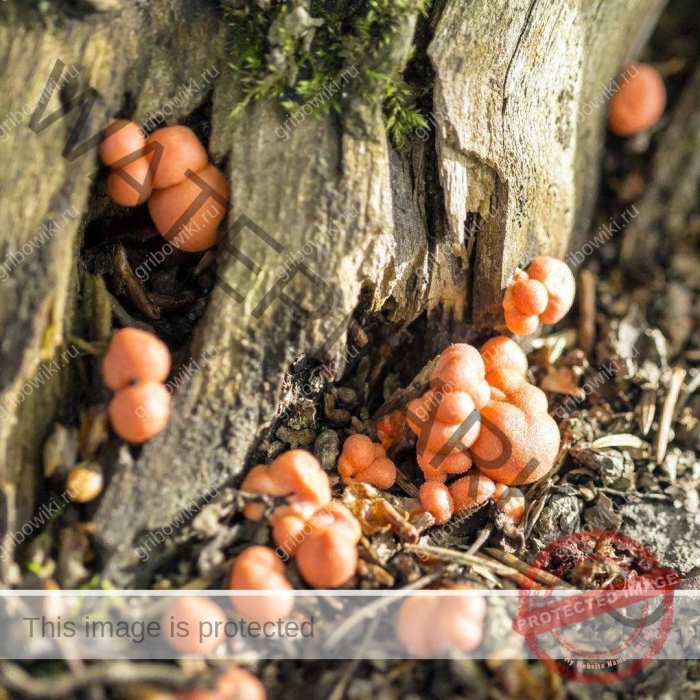 Ликогала древесинная