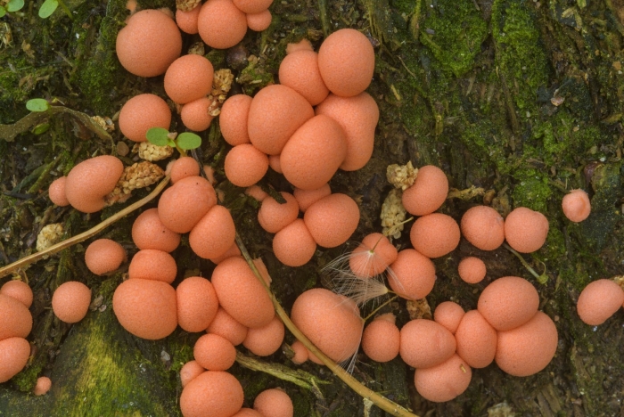 Ликогала древесинная