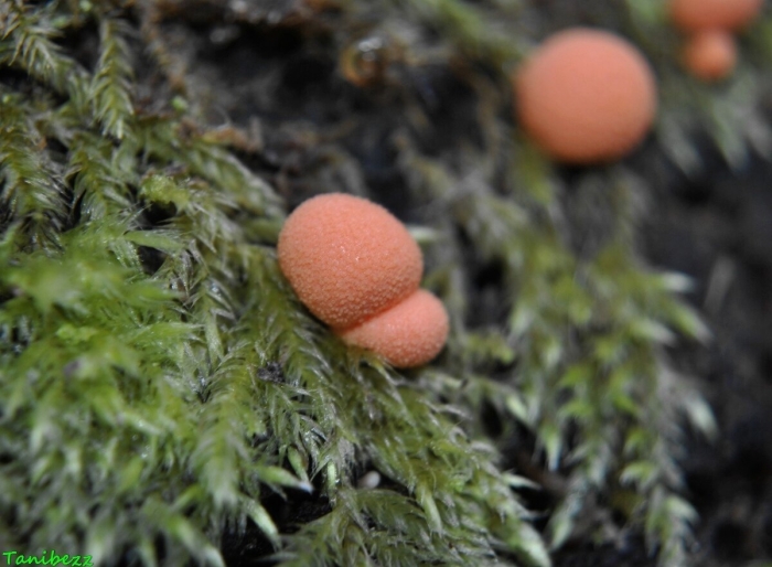 Слизевик ликогала