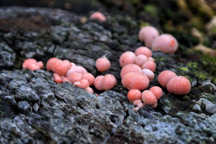 Ликогала древесинная