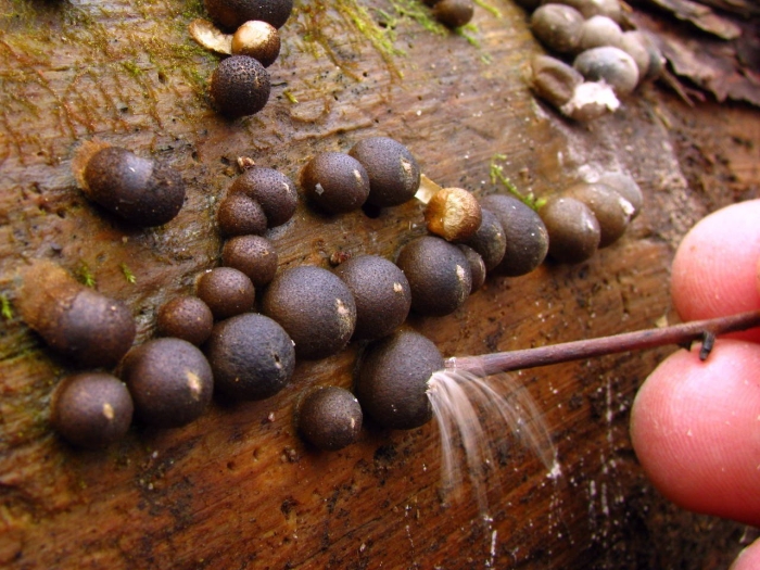 Ликогала древесинная