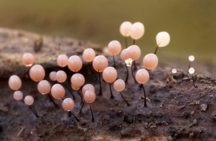 Гриб stromatinia temulenta