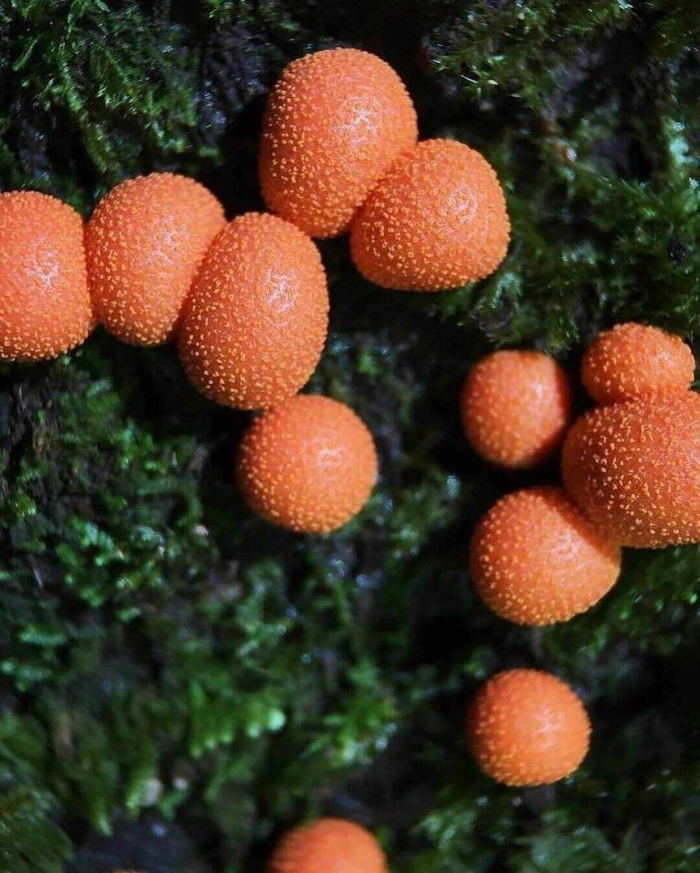 Ликогала древесинная плазмодий