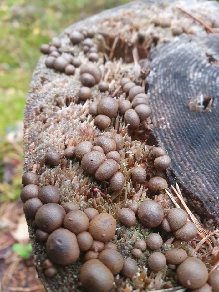 Ликогала древесинная